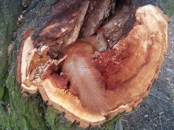 16 фотографии што ќе направат да заборавите на вашите проблеми