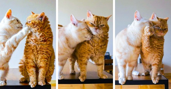 16 фотографии што ќе направат да заборавите на вашите проблеми