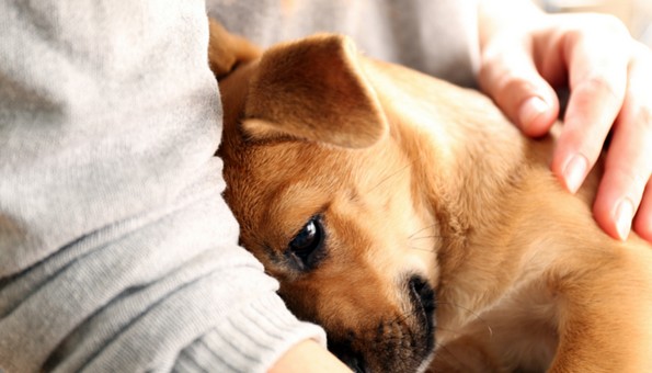 11 знаци дека вашето куче навистина ве сака