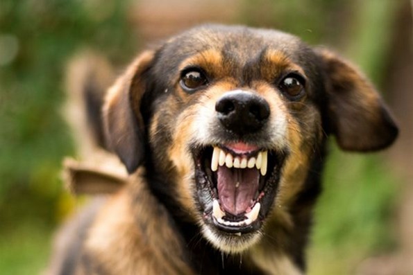7 знаци дека треба да обрнете внимание на однесувањето на вашето куче