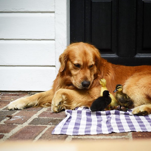 Куче без двоумење им станало сурогат татко на три мали патки