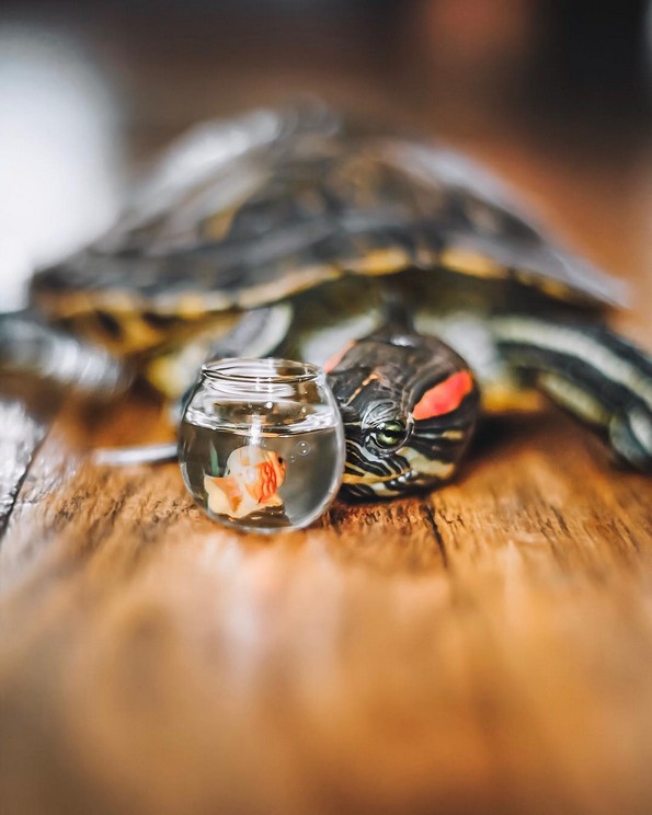 Запознајте ги Сквиши и Рози, желките што го освоија Инстаграм