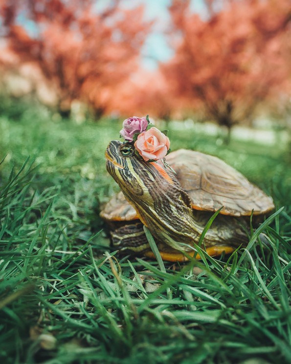 Запознајте ги Сквиши и Рози, желките што го освоија Инстаграм