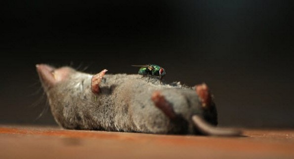 10 факти за смртта од модерната наука