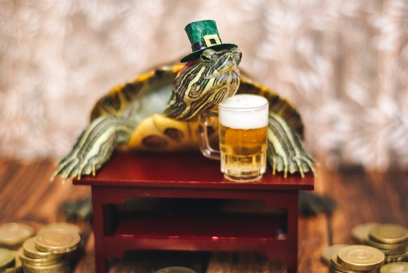 Запознајте ги Сквиши и Рози, желките што го освоија Инстаграм