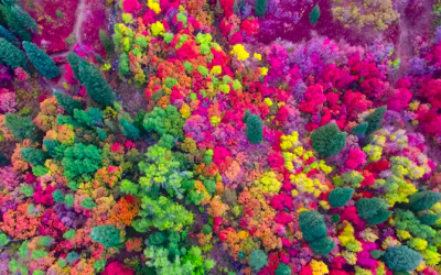 Неверојатна снимка од дрон што ги прикажува живите бои на Јута во есен