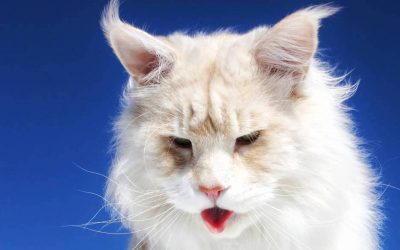 Запознајте ја величествената Лотус, неверојатно голема мачка од расата мејн кун