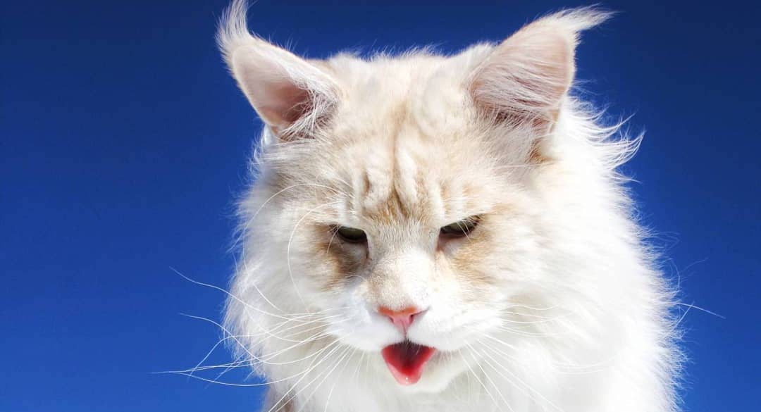 Запознајте ја величествената Лотус, неверојатно голема мачка од расата мејн кун