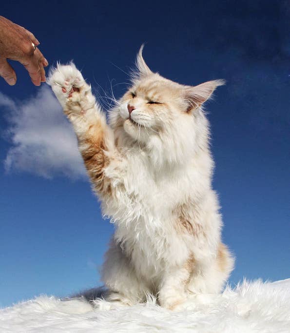 Запознајте ја величествената Лотус, неверојатно голема мачка од расата мејн кун