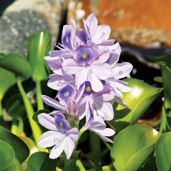 19 растенија и зеленчуци што можете да ги одгледувате само во чаша вода