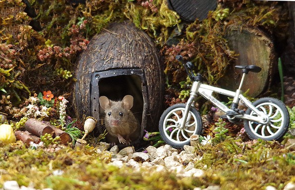 Фотограф открил семејство глувци во неговата градина и им изградил мало село