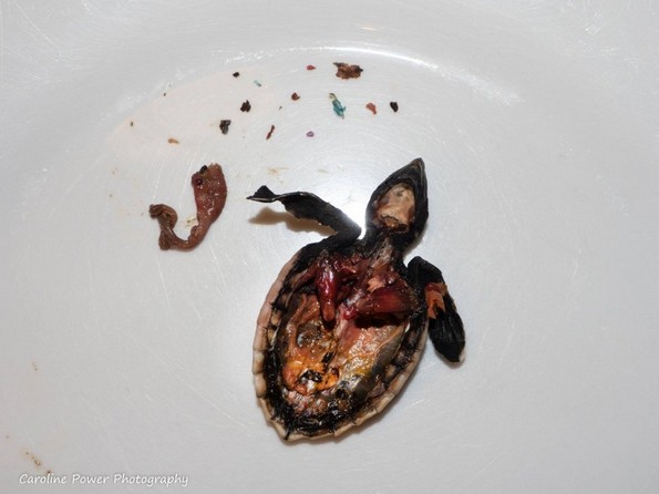 Вознемирувачки фотографии што го прикажуваат влијанието на загадувањето со пластика врз желките