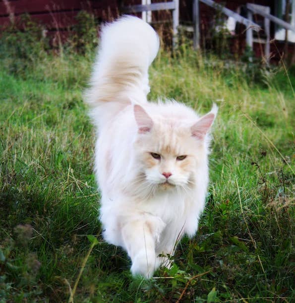 Запознајте ја величествената Лотус, неверојатно голема мачка од расата мејн кун