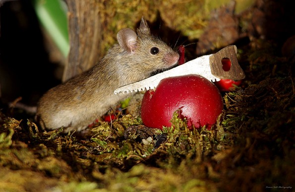 Фотограф открил семејство глувци во неговата градина и им изградил мало село
