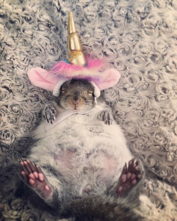 Напуштена верверичка станала најслаткото домашно милениче