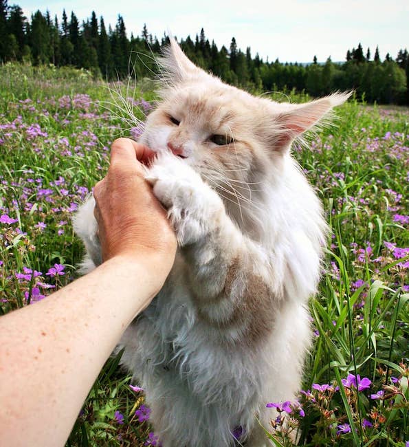 Запознајте ја величествената Лотус, неверојатно голема мачка од расата мејн кун