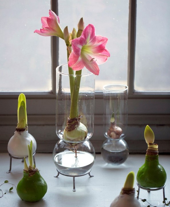 19 растенија и зеленчуци што можете да ги одгледувате само во чаша вода