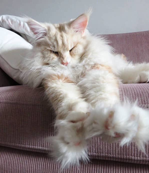 Запознајте ја величествената Лотус, неверојатно голема мачка од расата мејн кун