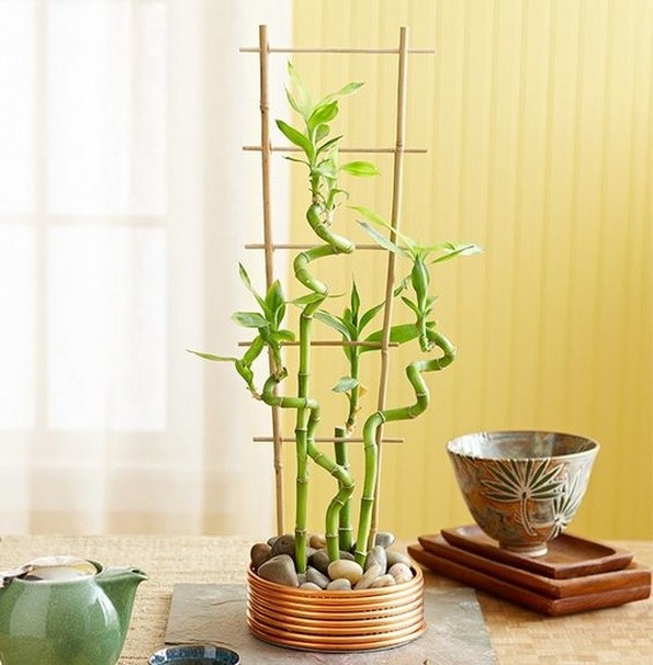 19 растенија и зеленчуци што можете да ги одгледувате само во чаша вода