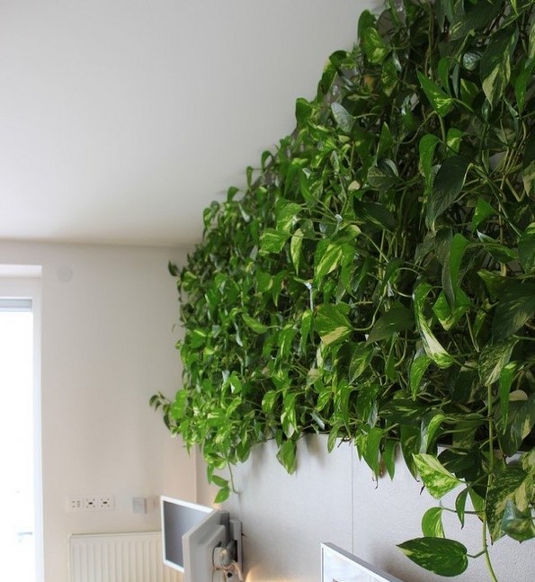 19 растенија и зеленчуци што можете да ги одгледувате само во чаша вода