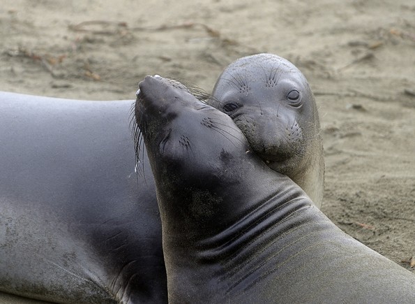 20 парови животни кои докажуваат дека љубовта сепак постои