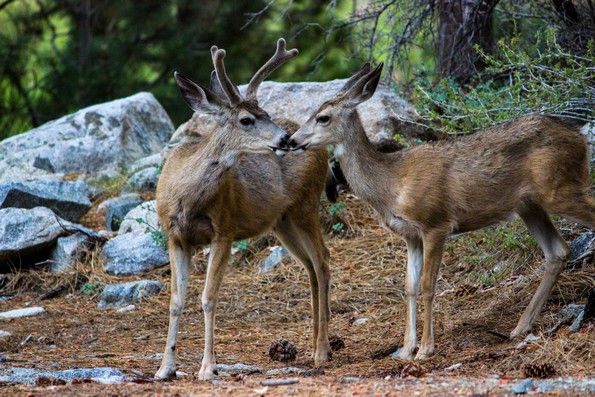 20 парови животни кои докажуваат дека љубовта сепак постои