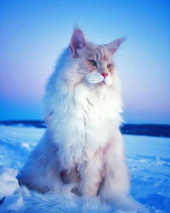 Запознајте ја величествената Лотус, неверојатно голема мачка од расата мејн кун