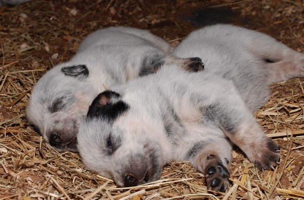 20 парови животни кои докажуваат дека љубовта сепак постои