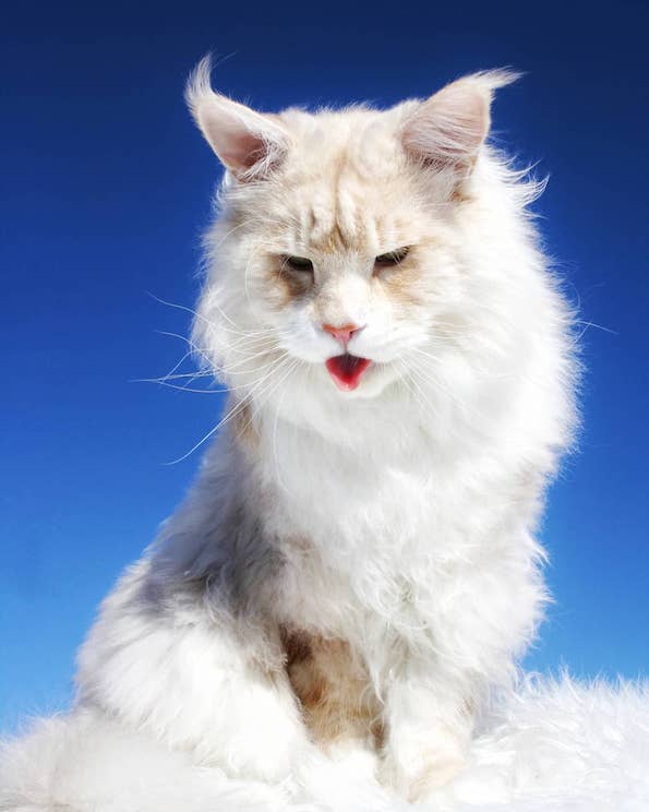 Запознајте ја величествената Лотус, неверојатно голема мачка од расата мејн кун