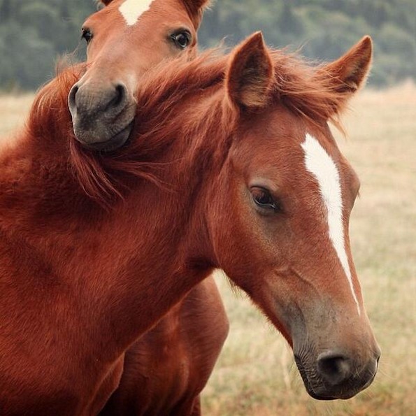 20 парови животни кои докажуваат дека љубовта сепак постои