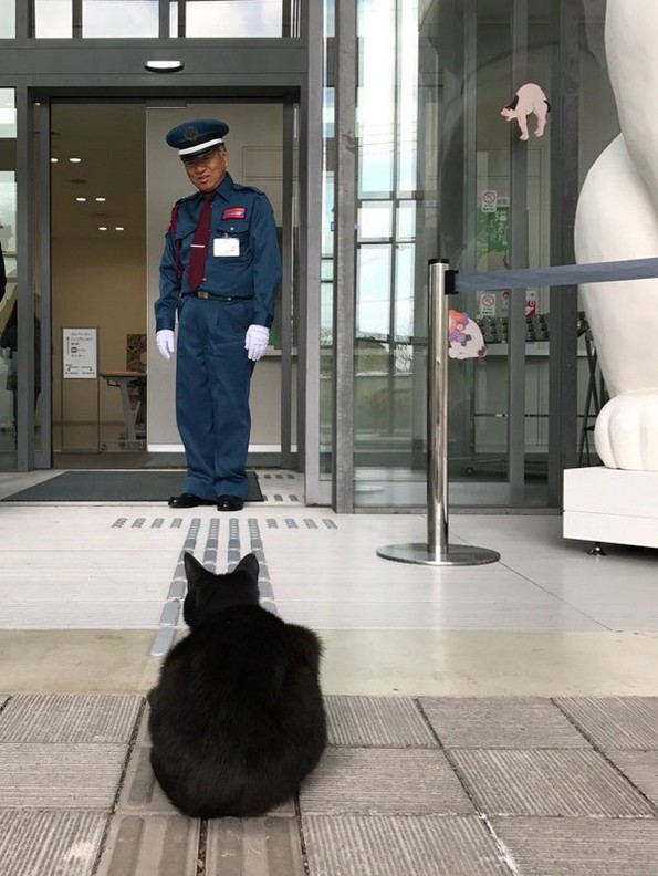 Две мачки се шегуваат со обезбедување на музеј повеќе од две години