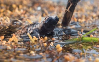 Вознемирувачки фотографии што го прикажуваат влијанието на загадувањето со пластика врз желките