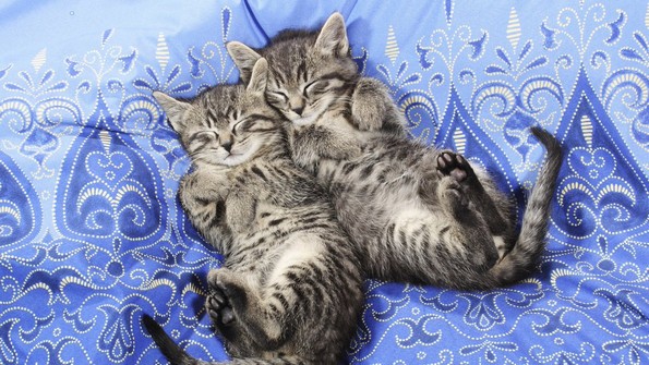 20 парови животни кои докажуваат дека љубовта сепак постои