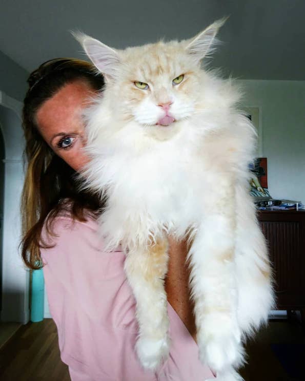 Запознајте ја величествената Лотус, неверојатно голема мачка од расата мејн кун