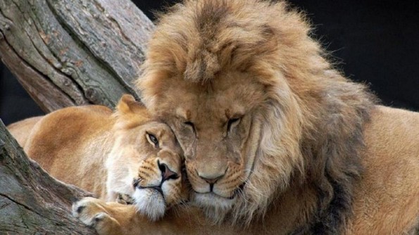 20 парови животни кои докажуваат дека љубовта сепак постои