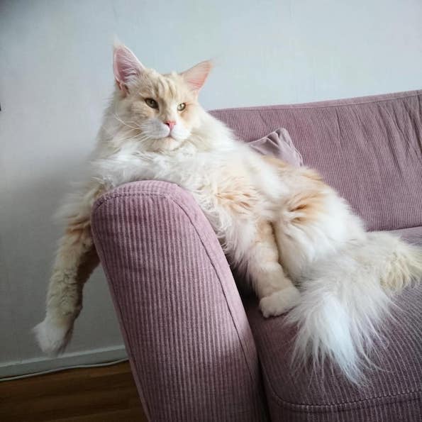 Запознајте ја величествената Лотус, неверојатно голема мачка од расата мејн кун