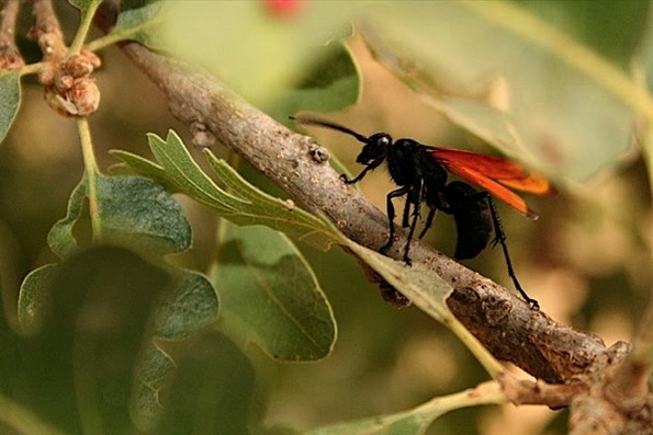 Кои инсекти предизвикуваат најмногу болка со нивниот убод?