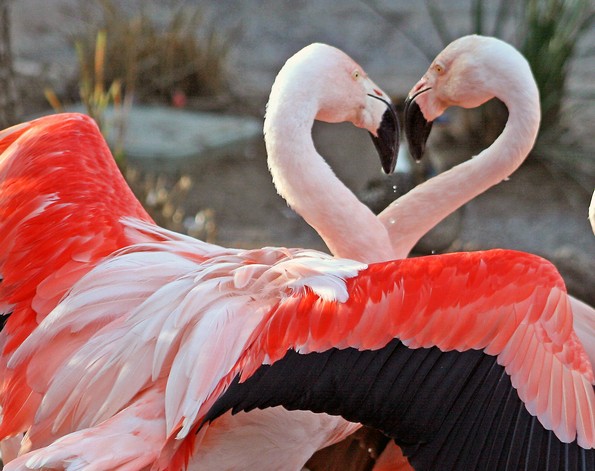 20 парови животни кои докажуваат дека љубовта сепак постои