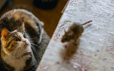 Истражување открило дека мачките не се добри во ловење стаорци