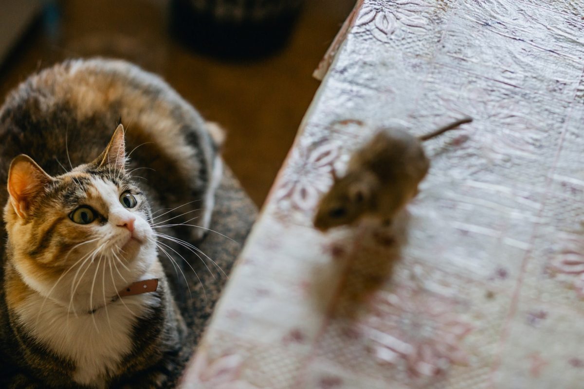 Истражување открило дека мачките не се добри во ловење стаорци