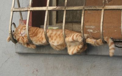 Доколку се чувствувате тажно, овие заспани мачки ќе ви го подобрат расположението