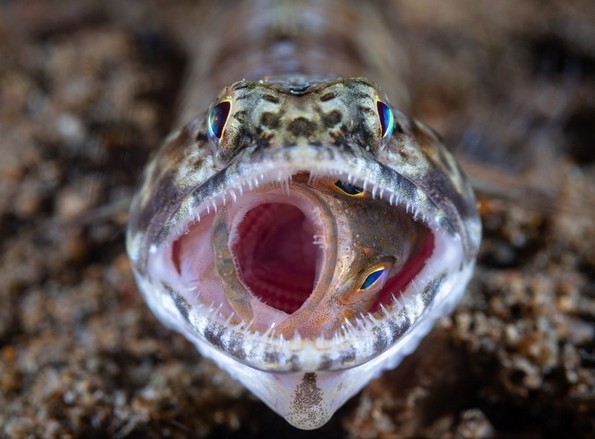 Најдобрите фотографии за 2018-та година според National Geographic
