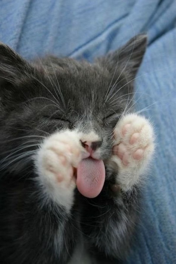 Доколку се чувствувате тажно, овие заспани мачки ќе ви го подобрат расположението