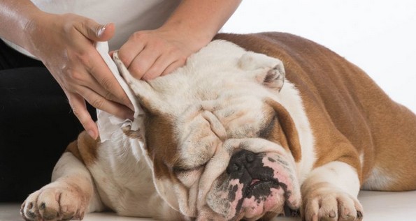 8 делови од телото на вашето куче што би требало редовно да ги масирате
