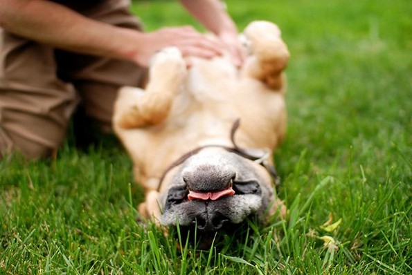 8 делови од телото на вашето куче што би требало редовно да ги масирате