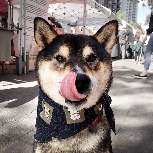 Запознајте го Хантер, кучето што црта апстрактни ремек-дела