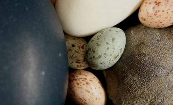 10 чудни и мистериозни факти за боите