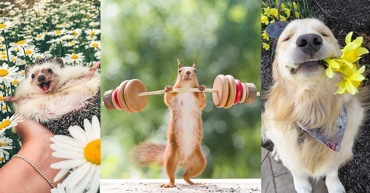 Најслатките животни кои ни ги освоија срцата во 2018-та година