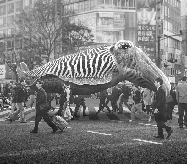 Надреални фотоманипулации што ја тестираат логиката