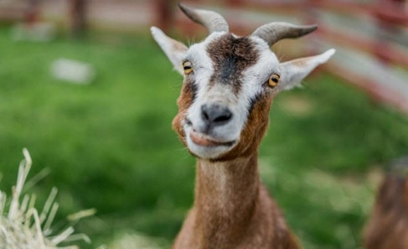 10 социјални и биолошки експерименти со навистина интересни резултати